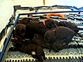 Kona Puppies: Chocolate Labradoodle puppies (Day 24 WrestleMania)