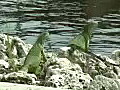 Royalty Free Stock Video HD Footage Two Large Iguanas Sit on a Rock in Ft. Lauderdale,  Florida