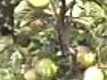 Global warming affects Himachal’s apple production