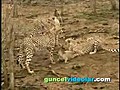 Çita avladı,  leopar çaldı, aslan kovaladı !!