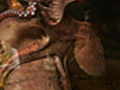 News: Zoo Logic :: Giant Pacific Octopus