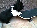 Schnuffy fährt Skateboard