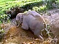 Bulldozer helps to free stuck elephant calf