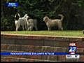 Animal Rescue Operations Oppose Dog Limits In Tulsa