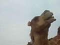 Funny Camel Eating