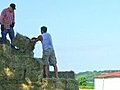 Farmers Loading Hay Stock Footage