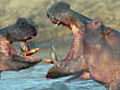 Hippos fighting