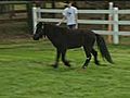 Cute miniature horse gets a false leg