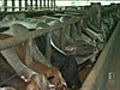 Cattle exports banned to Indonesia