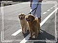 梅雨の合間晴れた朝の散歩