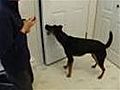 Dog Training: How To Train Your Dog To Shut Doors (Part 1)