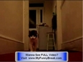 Extreme FUNNY - Talking Cat Videos - Talking Dogs