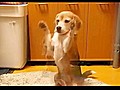 Beagle Learns to Catch With Paws