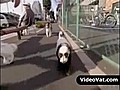 Le chien panda!