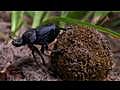 Nasty by Nature: Dung Beetles Love Poop