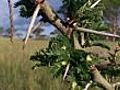 Thorn tree of Africa
