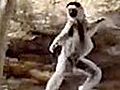 The dancing lemurs