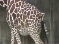 動物園的長頸鹿生baby了！