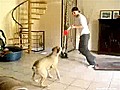 Cachorro vs. vuvuzela