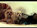 Dogs in tub during tornado warning
