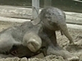 Elephant birth captured on film