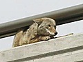 Coyote caught on bridge