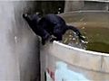 Cat Can’t Escape Tub Of Water