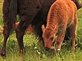 (1113) Bison Grazing On Spring Grass Ranchland With Nursing Calves Stock Footage