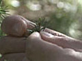 Cedar trees hit by climate change