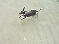 Baby Kangaroos at the Beach