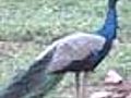 Dwindling birds: Peacocks face extinction