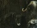 Musk ox calves