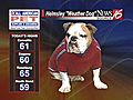 Helmsley the weather dog