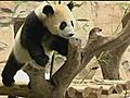 Cuddly pandas take refuge in newly built ice world