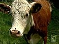 Runaway Cow’s Owner Beefs About Taser Incident