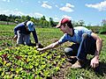 Root Mass Farm