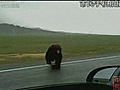 Brown bear charges car