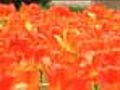 Gardens of the Fox Cities in spring bloom
