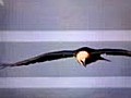 Eagle in flight - magnificient