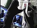 Funny Cats Mega