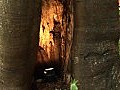 民建聯建議設「一區一樹隊」及「病樹舉報專線」