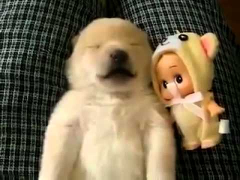 Sleeping Puppy Making Adorable Noises Puppy Dreams . - Exyi - Ex Videos