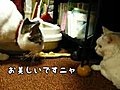 てんてん君VSおば様