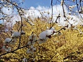 花見山の雪景色