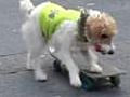 Skateboarding dog earns fine