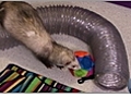 Ferret Care - Toys and Playing