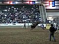 Bull Charges Into Rodeo Crowd