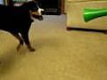 Dog vs. Vuvuzela