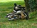 2011 Meme les canards ne respect plus rien