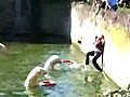 Polar Bear Attacks Woman in Zoo